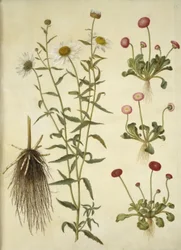 Leucanthemum vulgare (Weiße Margerite); Bellis perennis (Gänseblümchen)