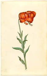 Lilium chalcedonicum (rote Türkenbundlilie)