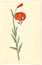 Lilium chalcedonicum (Rote Türkenbundlilie)
