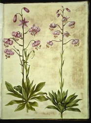 Lilium martagon (Türkenbundlilie)