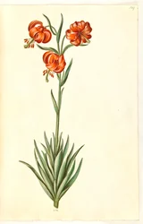 Lilium pomponium (Pompon-Lilie)