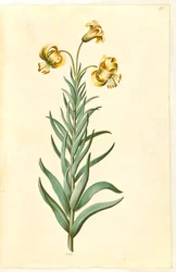 Lilium pyrenaicum (pyrenäische Lilie)