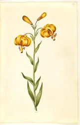 Lilium pyrenaicum (Pyrenäen-Lilie)