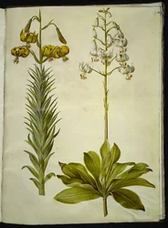 Lilium pyrenaicum (pyrenäische Lilie); Lilium martagon (Türkenbundlilie)