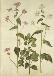 Lunaria annua (Judas-Silberling)