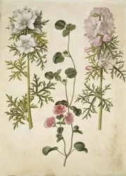 Malva moschata (Moschus-Malve); Malva oder Malope (Art der Malve oder Malope)