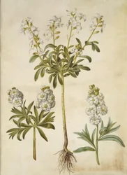 Matthiola incana (Winter-Levkoje)
