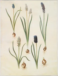 Muscari botryoides (gewöhnliche Traubenhyazinthe); Muscari racemosum (Moschus-Traubenhyazinthe); Muscari neglectum