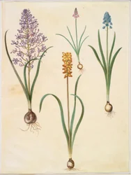 Gefiederte Hyazinthe; Herbst-Schilla; Italienische Glockenblume; Gelbe Perlhyazinthe
