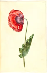 Schlafmohn