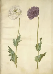 Papaver somniferum (Schlafmohn)