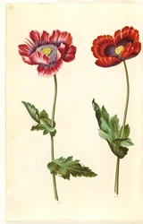 Papaver somniferum (Schlafmohn)
