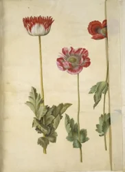 Papaver somniferum (Opium-Mohn)
