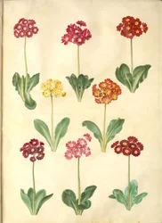 Primula ×pubescens (Garten-Aurikel)