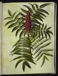 Rhus typhina (Hirschkolbensumach)