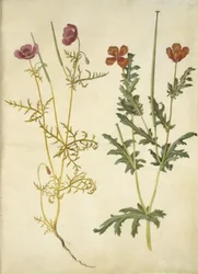 Roemeria hybrida (violette Hornmohn); Glaucium corniculatum (rote Hornschote)