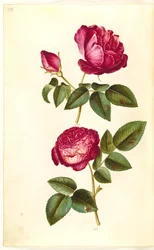 Rosa gallica (Apotheker-Rose); Rosa (?) (Rose)