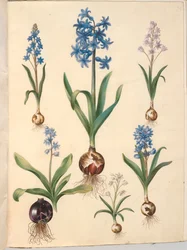 Scilla bifolia (Zweiblättriger Blaustern); Hyacinthus orientalis (Gewöhnliche Hyazinthe); Scilla amoena (Himmelblauer Blaustern)
