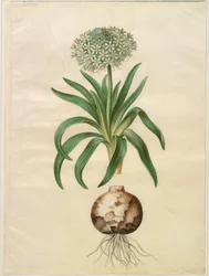 Peruanische Schilla (Riesen-Schilla)