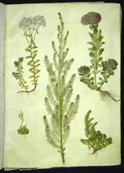 Sedum album (weiße Fetthenne); Sedum anacampseros (rundblättrige Fetthenne); Sedum (Fetthenne); Suaeda vera (Busch-Strandgänsefuß); Sedum rupestre (Berg-Fetthenne)
