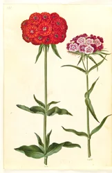 Silene chalcedonica (Brennende Liebe); Dianthus barbatus (Bartnelke)