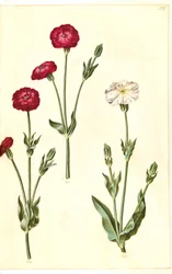 Silene coronaria (Kranz-Leimkraut)