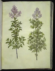 Syringa ×laciniata (gekerbter Flieder)