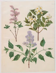 Syringa x persica; Philadelphus coronarius; Syringa vulgaris