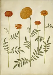Tagetes patula (Niedrige Studentenblume); Tagetes erecta (Hohe Studentenblume)