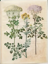 Thalictrum aquilegiifolium (Akelei-Wiesenraute); Thalictrum flavum (Gelbe Wiesenraute)