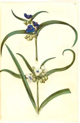 Tradescantia virginiana oder Tradescantia ohiensis (?) (Blumenjude)
