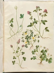 Trifolium repens (Weißklee); Trifolium pratense (Rotklee); Oxalis corniculata (Horn-Sauerklee); Trifolium incarnatum (Inkarnat-Klee); Oxalis acetosella (Waldsauerklee)