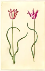 Tulipa clusiana (Clusius-Tulpe)