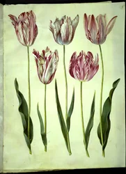 Tulipa gesneriana (Gartentulpe)