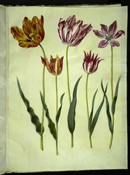 Tulipa gesneriana (Gartentulpe)