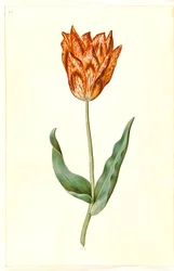 Tulipa gesneriana (Garten-Tulpe)