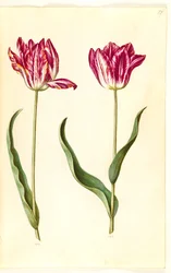 Gartentulpe (Tulipa gesneriana)