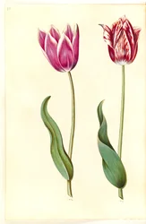 Tulipa gesneriana (Gartentulpe)