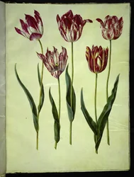 Tulipa gesneriana (Gartentulpe)