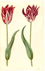 Tulipa gesneriana (Gartentulpe)