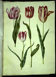 Tulipa gesneriana (Gartentulpe)