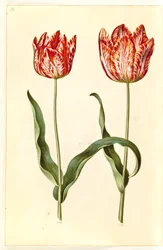 Tulipa gesneriana (Gartentulpe)