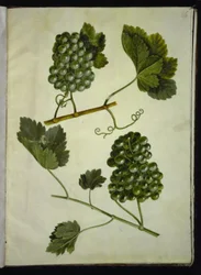 Vitis vinifera (gemeine Weinrebe)