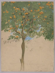 Orangenbaum