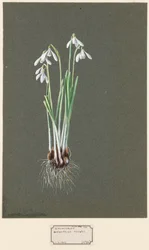 Galanthus nivalis L. Schneeglöckchen, ca. 1903-1915