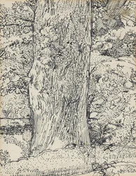 Baum, 1916