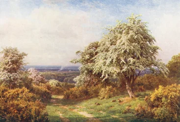 Der Stolz des Frühlings, Newlands Corner