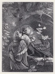 Kampf zwischen einem Buchfink und einem Spatz