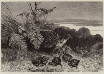 Henne und Küken