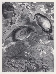 Fliegen lernen (Stich)